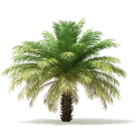 Date Palm Tree 3D Model 4m