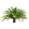 Date Palm Tree 3D Model 2.5m (11020) - Image 5