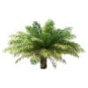Date Palm Tree 3D Model 2.5m (11020) - Image 7