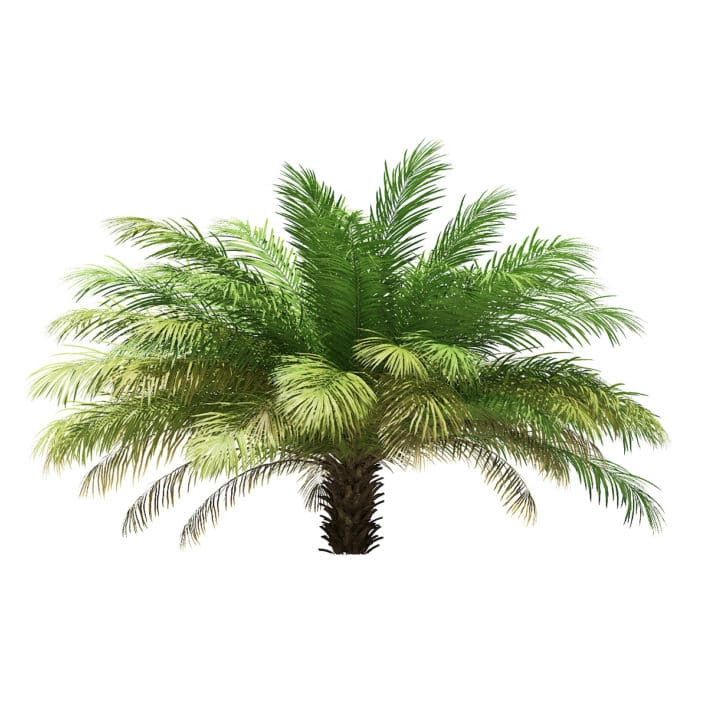 Date Palm Tree 3D Model 2.5m