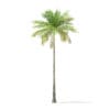 Bottle Palm Tree 3D Model 8m (11021) - Image 3
