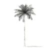 Bottle Palm Tree 3D Model 8m (11021) - Image 4