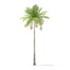 Bottle Palm Tree 3D Model 8m (11021) - Image 5