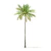 Bottle Palm Tree 3D Model 8m (11021) - Image 7