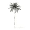 Bottle Palm Tree 3D Model 8m (11021) - Image 8