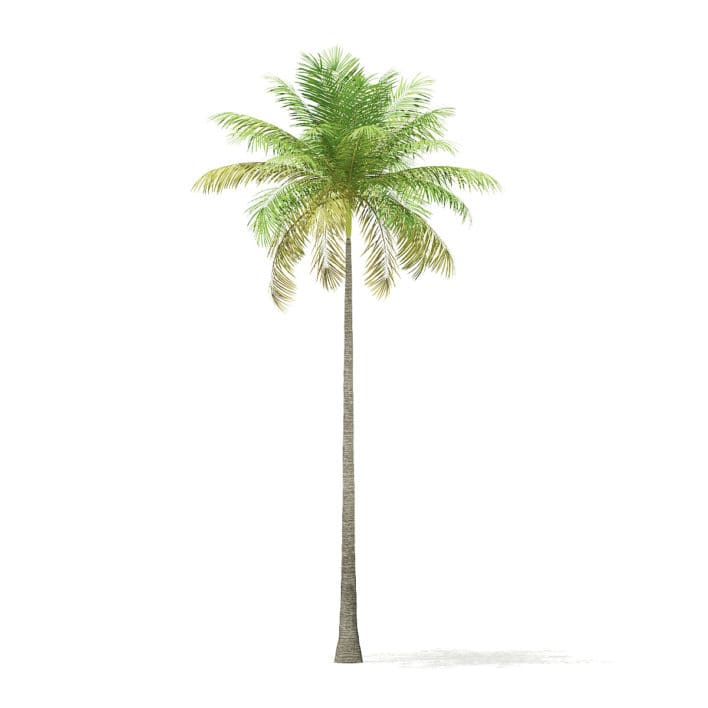 Bottle Palm Tree 3D Model 8m