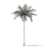 Bottle Palm Tree 3D Model 6.4m (11022) - Image 2