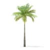 Bottle Palm Tree 3D Model 6.4m (11022) - Image 3