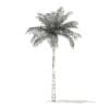 Bottle Palm Tree 3D Model 6.4m (11022) - Image 4