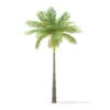 Bottle Palm Tree 3D Model 6.4m (11022) - Image 5