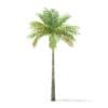 Bottle Palm Tree 3D Model 6.4m (11022) - Image 7