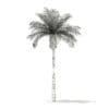 Bottle Palm Tree 3D Model 6.4m (11022) - Image 8