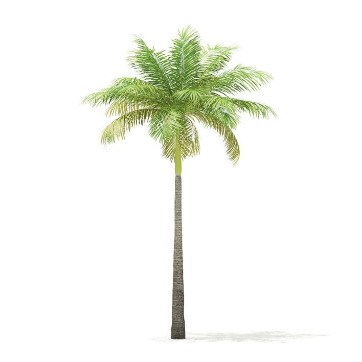 Bottle Palm Tree 3D Model 6.4m
