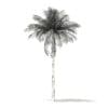 Bottle Palm Tree 3D Model 7m (11023) - Image 2