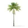 Bottle Palm Tree 3D Model 7m (11023) - Image 3