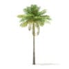 Bottle Palm Tree 3D Model 7m (11023) - Image 5