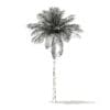 Bottle Palm Tree 3D Model 7m (11023) - Image 6