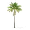 Bottle Palm Tree 3D Model 7m (11023) - Image 7