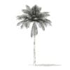 Bottle Palm Tree 3D Model 7m (11023) - Image 8