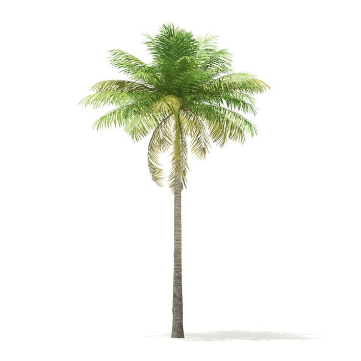 Bottle Palm Tree 3D Model 7m (11023)