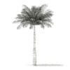 Bottle Palm Tree 3D Model 5.2m (11024) - Image 2