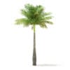 Bottle Palm Tree 3D Model 5.2m (11024) - Image 3