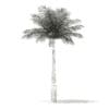 Bottle Palm Tree 3D Model 5.2m (11024) - Image 4