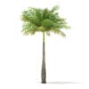 Bottle Palm Tree 3D Model 5.2m (11024) - Image 5