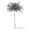 Bottle Palm Tree 3D Model 5.2m (11024) - Image 6