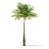 Bottle Palm Tree 3D Model 5.2m (11024) - Image 7