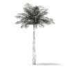 Bottle Palm Tree 3D Model 5.2m (11024) - Image 8