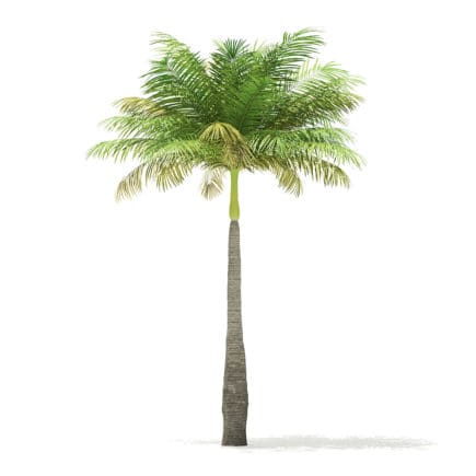Bottle Palm Tree 3D Model 5.2m