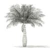 Bottle Palm Tree 3D Model 3.6m (11025) - Image 2