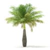 Bottle Palm Tree 3D Model 3.6m (11025) - Image 3