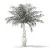 Bottle Palm Tree 3D Model 3.6m (11025) - Image 4