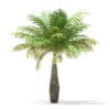 Bottle Palm Tree 3D Model 3.6m (11025) - Image 6