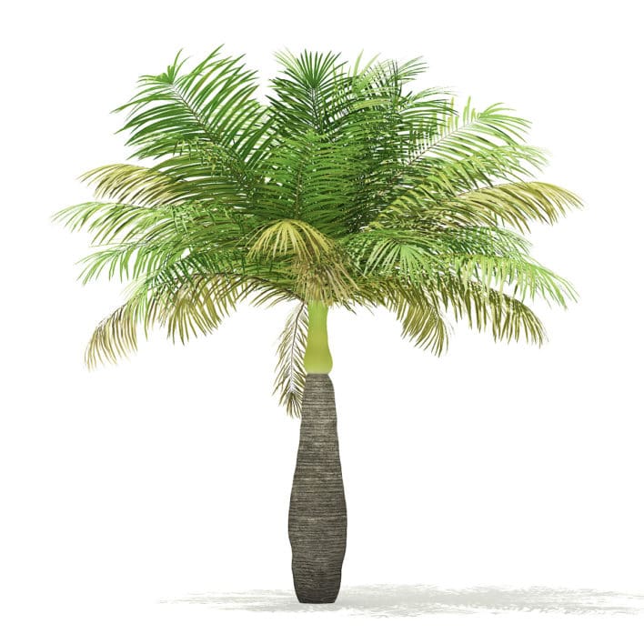 Bottle Palm Tree 3D Model 3.6m