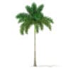 Foxtail Palm Tree 3D Model 7.8m (11026) - Image 3