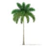Foxtail Palm Tree 3D Model 7.8m (11026) - Image 5