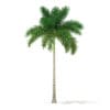 Foxtail Palm Tree 3D Model 7.8m (11026) - Image 7