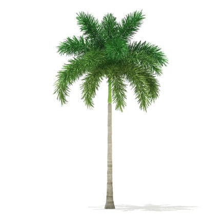 Foxtail Palm Tree 3D Model 7.8m