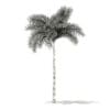 Foxtail Palm Tree 3D Model 6.8m (11027) - Image 2