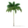 Foxtail Palm Tree 3D Model 6.8m (11027) - Image 3
