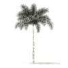 Foxtail Palm Tree 3D Model 6.8m (11027) - Image 4