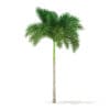 Foxtail Palm Tree 3D Model 6.8m (11027) - Image 5