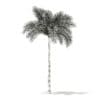 Foxtail Palm Tree 3D Model 6.8m (11027) - Image 6