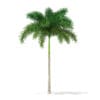 Foxtail Palm Tree 3D Model 6.8m (11027) - Image 7