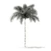 Foxtail Palm Tree 3D Model 6.8m (11027) - Image 8