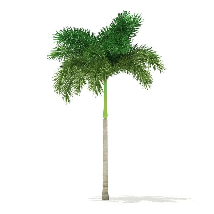Foxtail Palm Tree 3D Model 6.8m