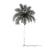 Foxtail Palm Tree 3D Model 9.8m (11028) - Image 2